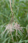 Itchgrass